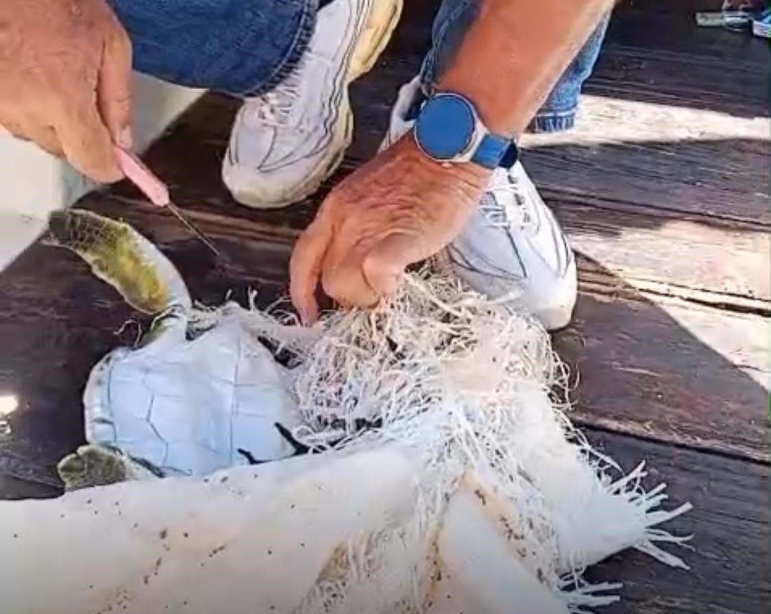 Cuvala Dolanan Deniz Kaplumbagasi (2)