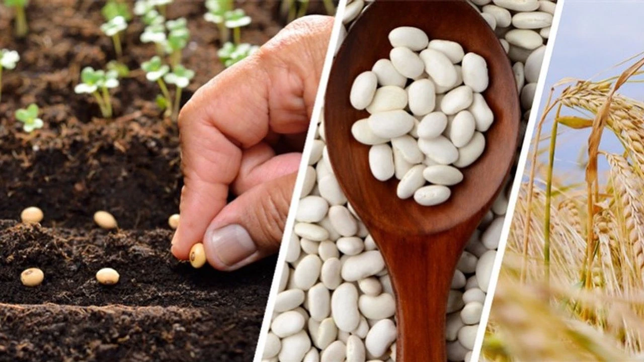 Fidan Fiyatları Belli Oldu Mu (1)-1