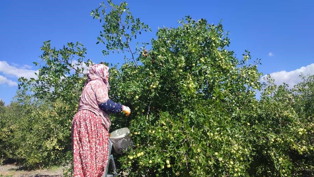 Güdül'de Yetişen Şifa Kaynağı Hünnapın Hasadı Başladı (4)