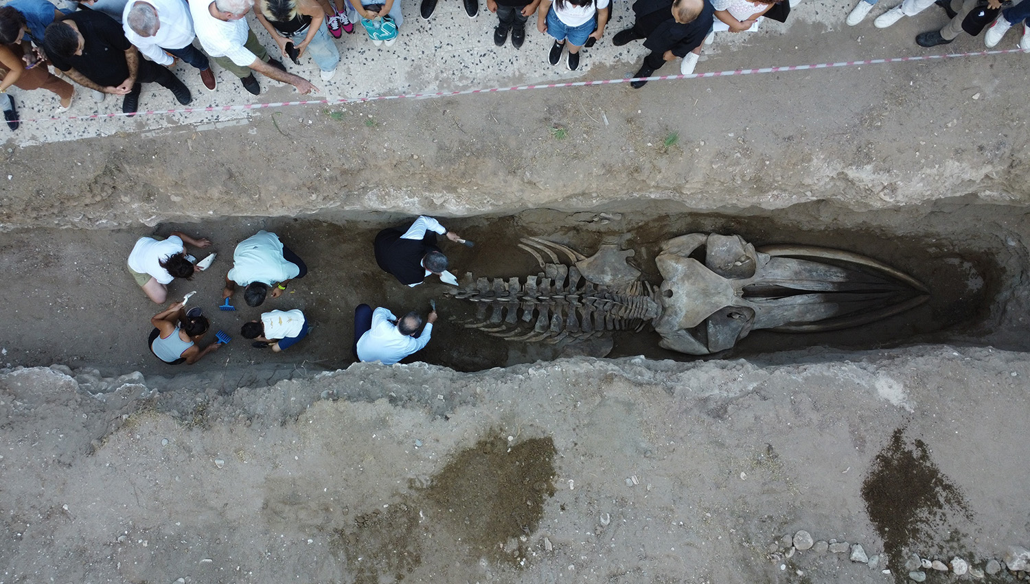 Heyecanlandıran Keşif '16 Metrelik 'Balina'nın Kafatası Ve Gövdesi Tamamen Ortaya Çıktı (8)