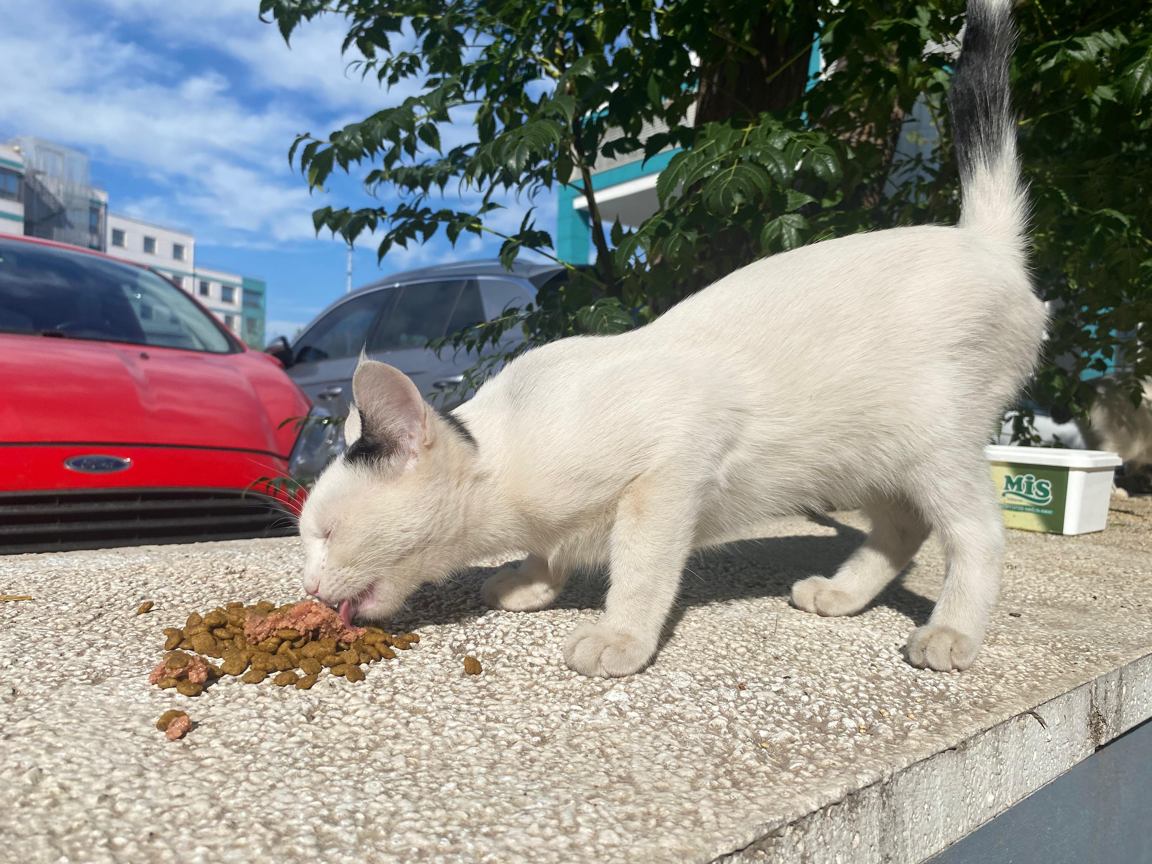 Kedi̇ F.2
