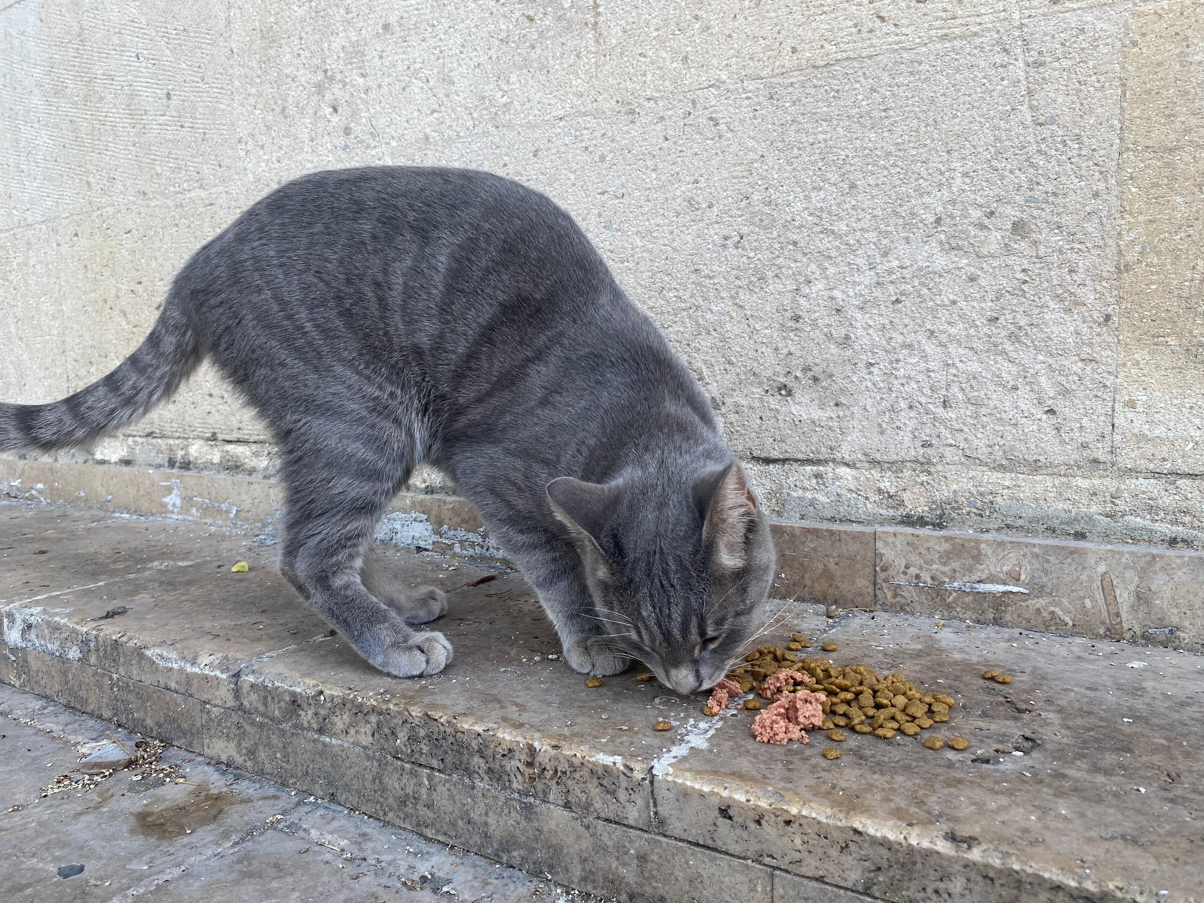 Kedi̇ Fotoğrafi 1