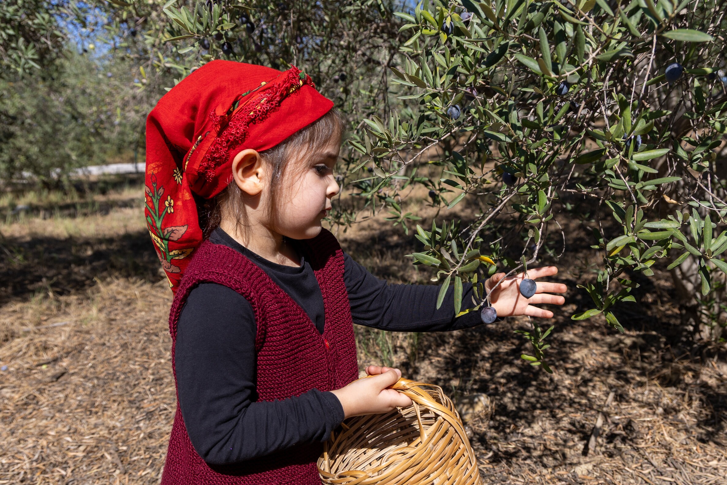 Manavgatta Minikler Zeytin Topladi (2)