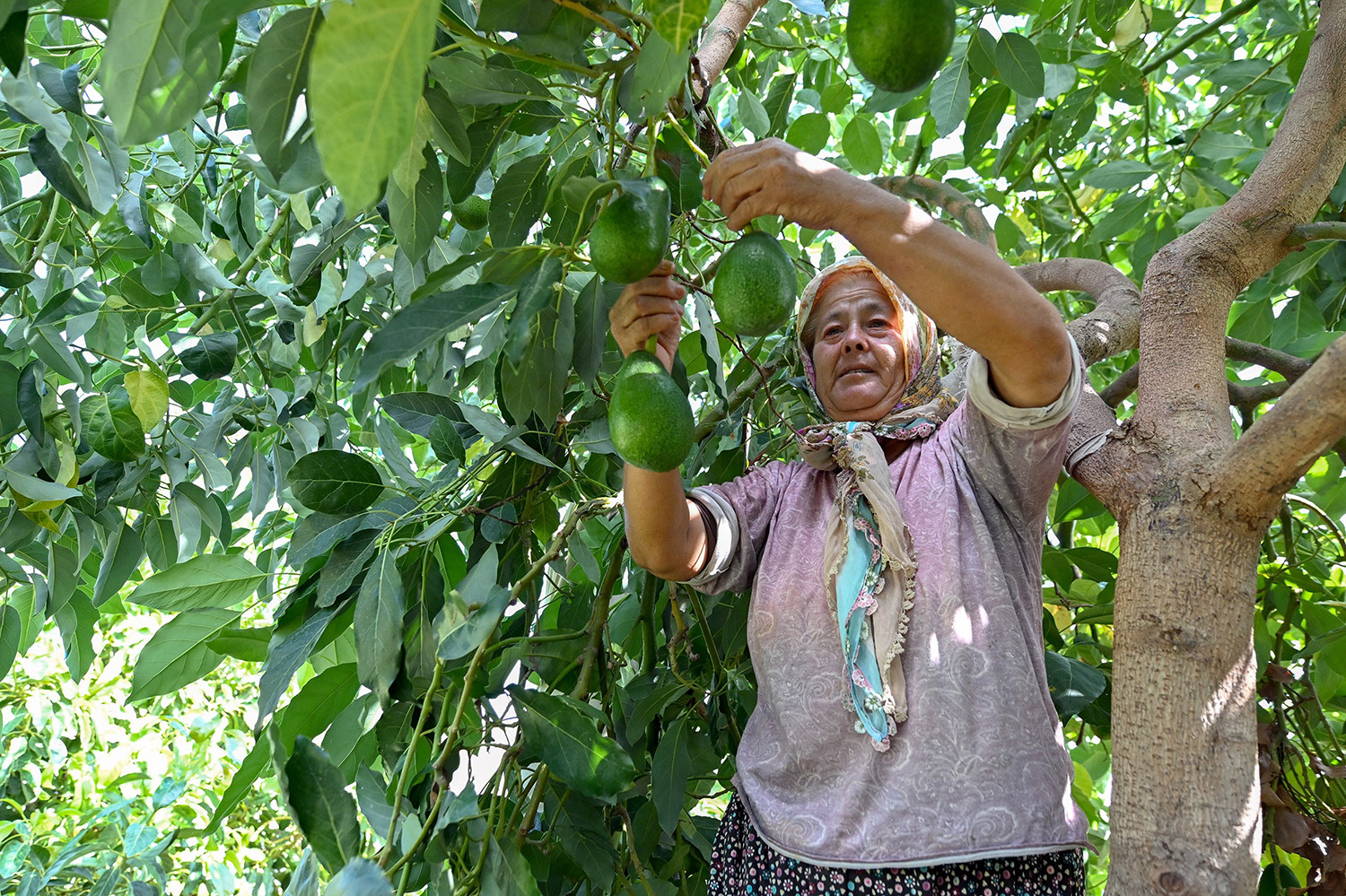Mersin’de Çiftçiye Tropikal Meyve Desteği (2)