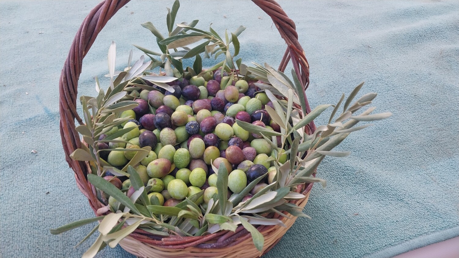 Mut Zeytin Festivali (2)