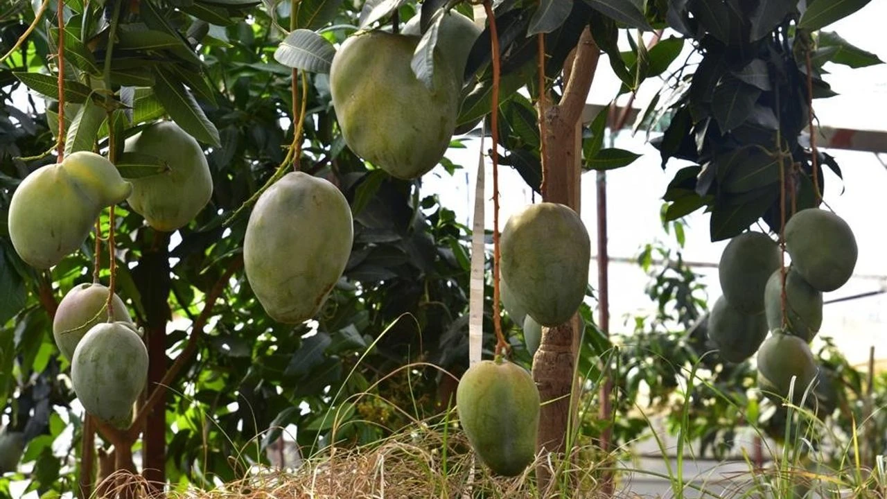 Tropikal Meyve (1)-1