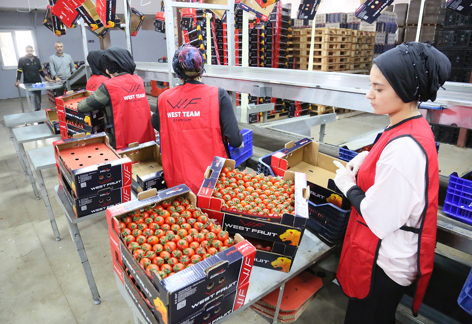 U K R A Y N A N I N D O M A T E S V E D I K E N L I S A L A T A 987695 293224