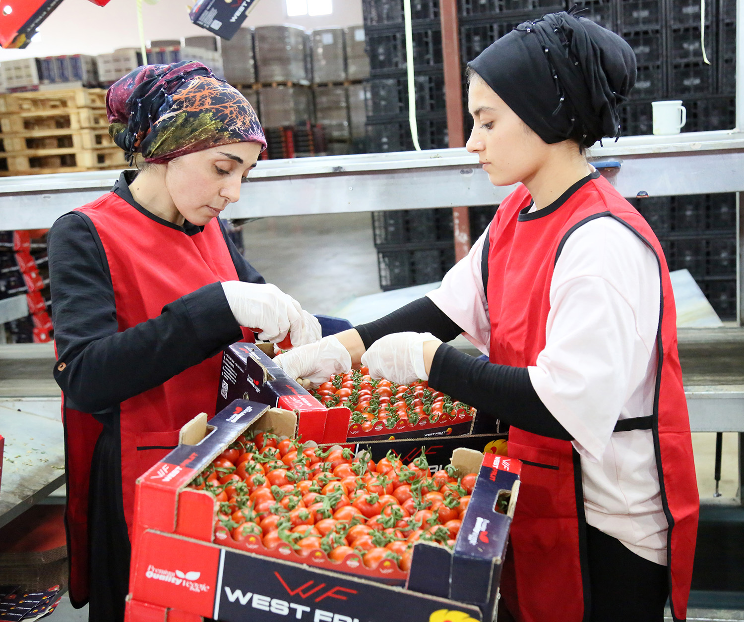 U K R A Y N A N I N D O M A T E S V E D I K E N L I S A L A T A 987696 293224