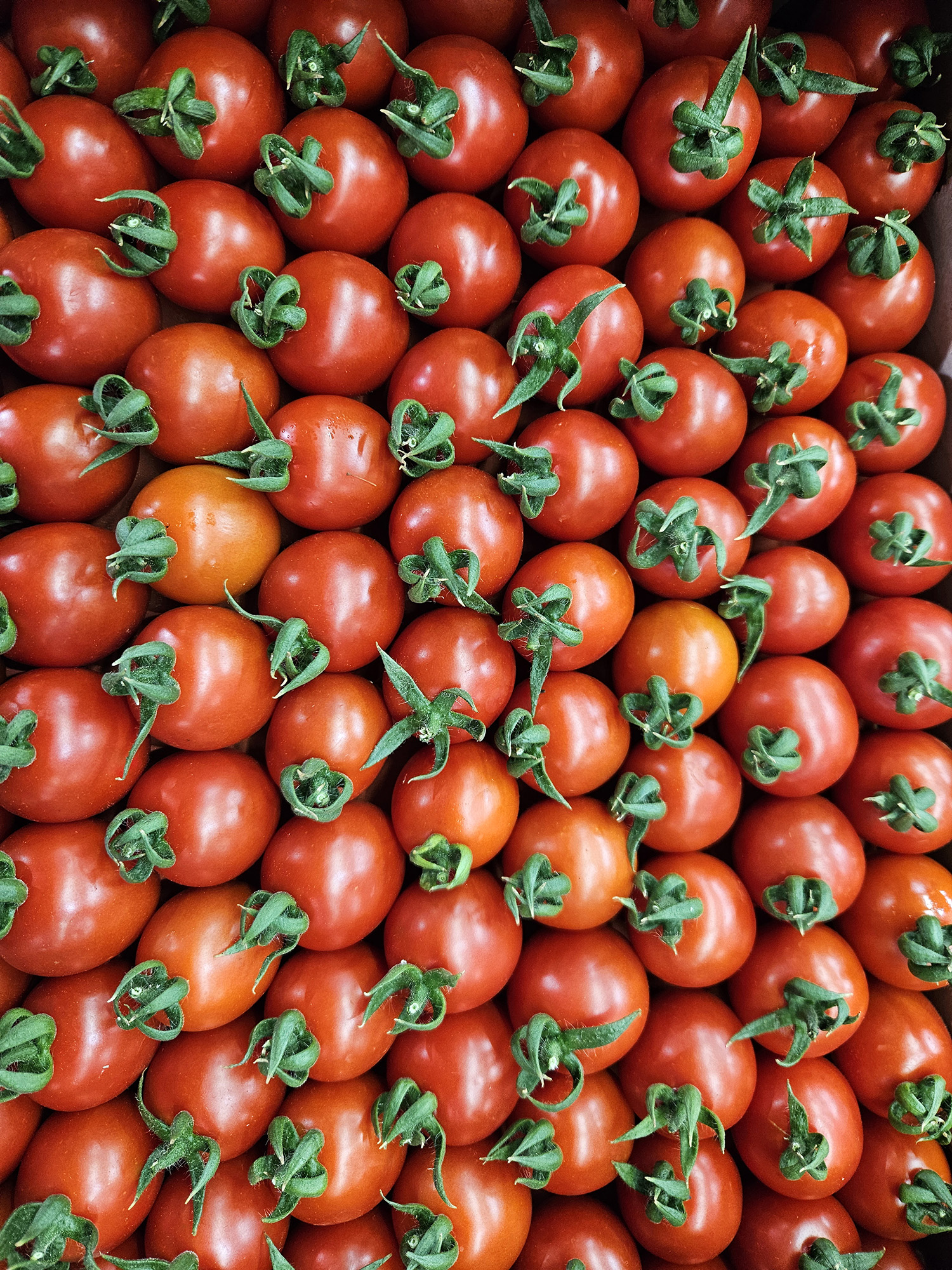 U K R A Y N A N I N D O M A T E S V E D I K E N L I S A L A T A 987698 293224