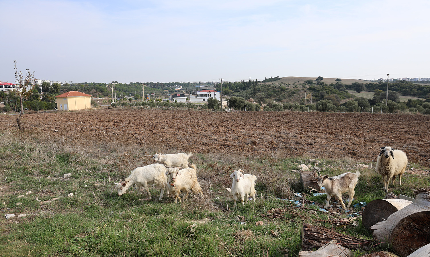 71 Yaşındaki Emekli Aslan Arslan Aydın’da Keçileri Ile Tatil Yapıyor (5)