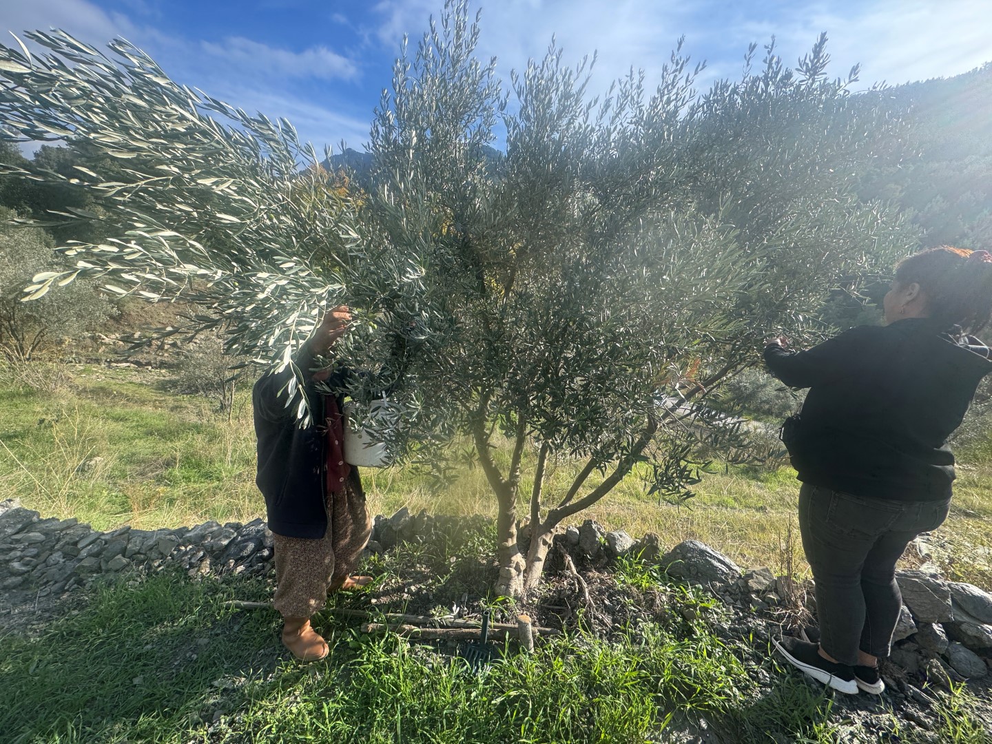 88 Yaşındaki Emine Nine Zeytin Hasadında (1)