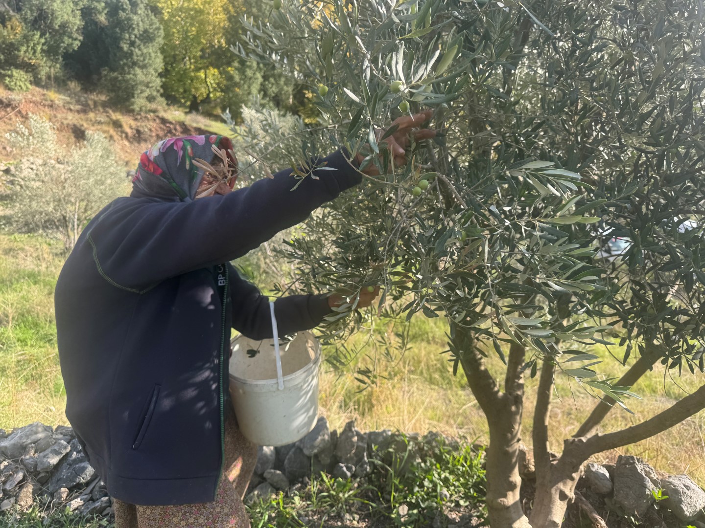 88 Yaşındaki Emine Nine Zeytin Hasadında (2)