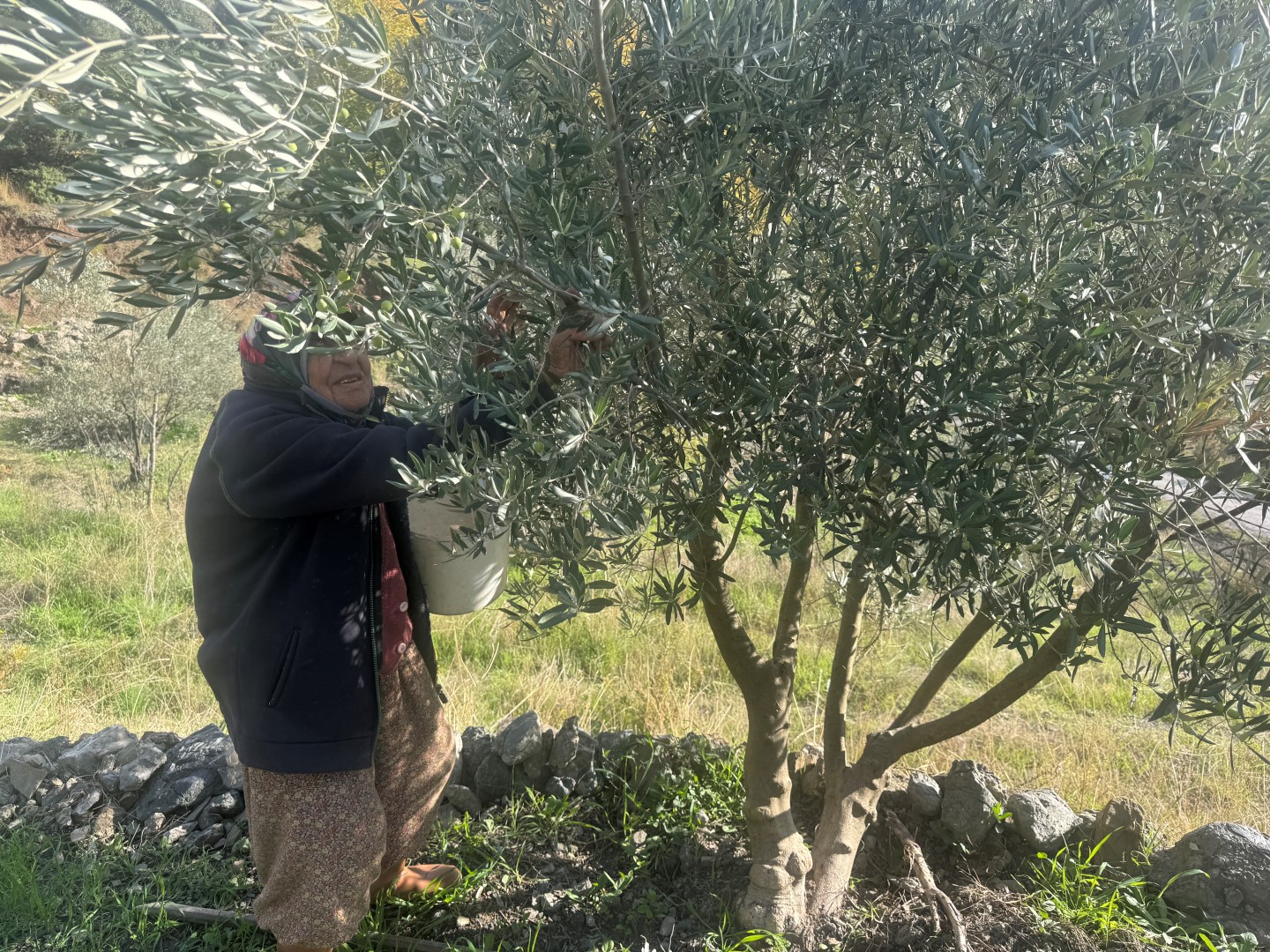 88 Yaşındaki Emine Nine Zeytin Hasadında (3)