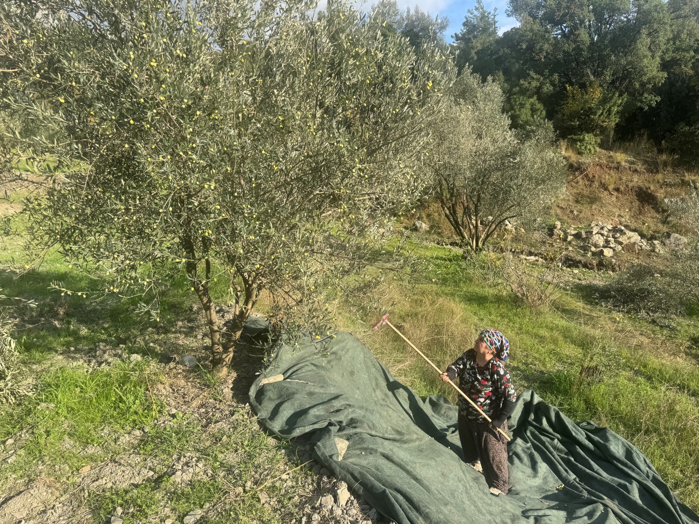 88 Yaşındaki Emine Nine Zeytin Hasadında (4)