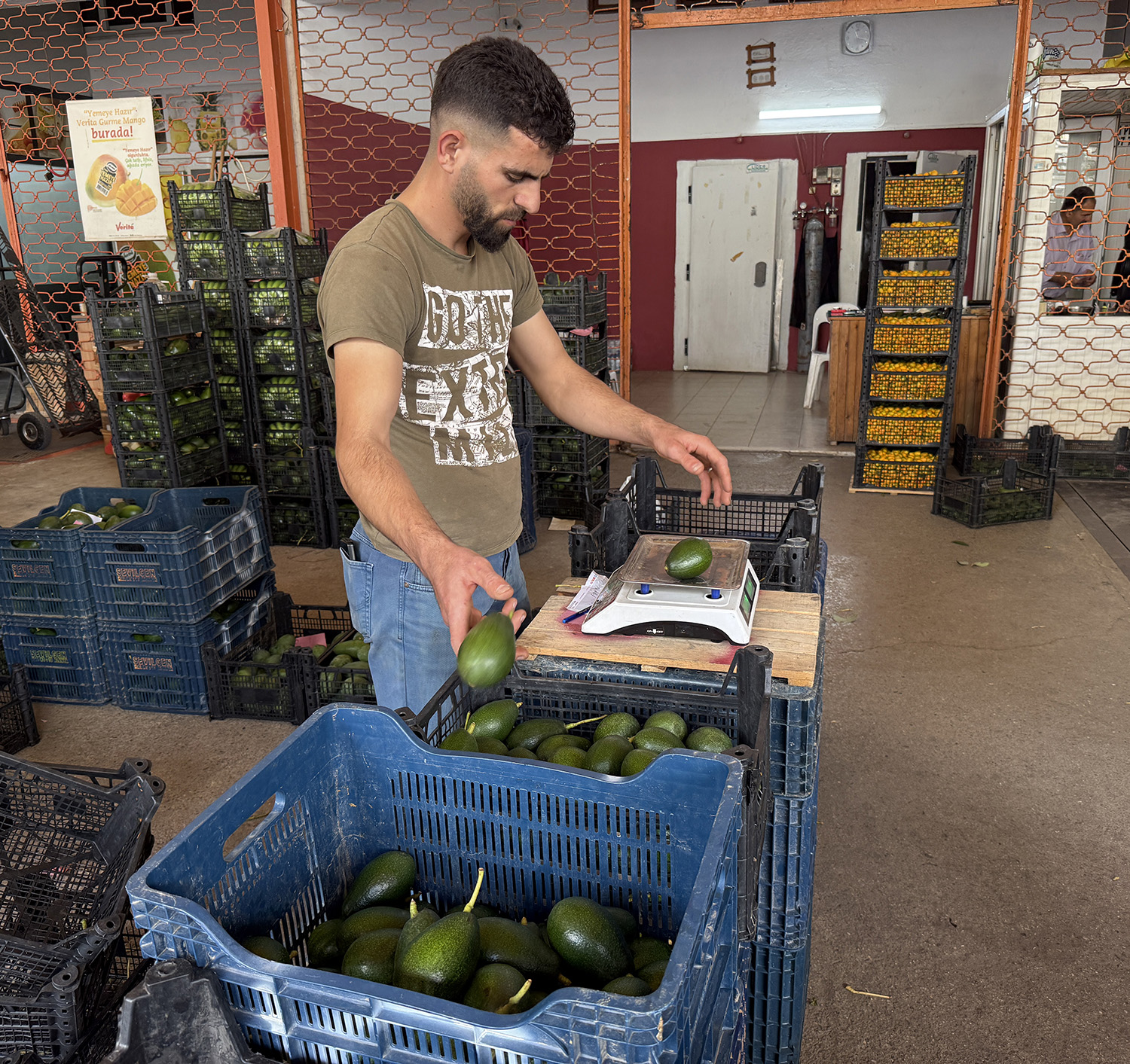 A L A N Y A A V O K A D O S U N D A R E K O L T E B E K L E N T I S I 1 1035257 307240