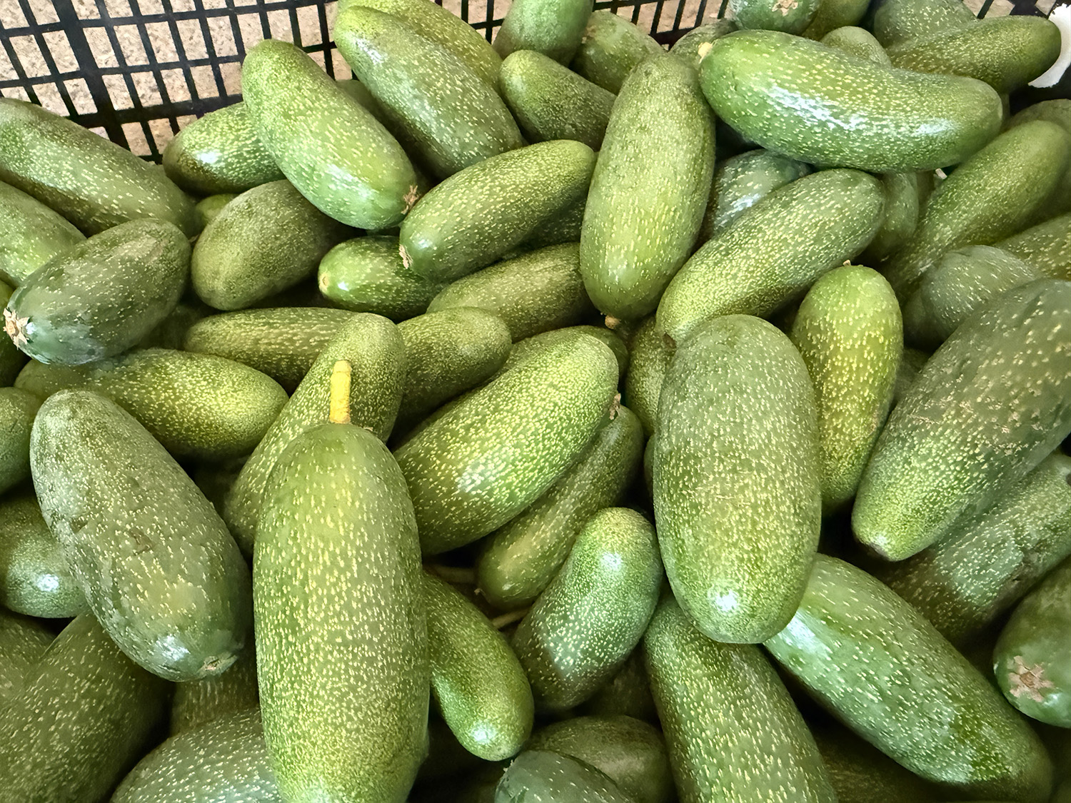 A L A N Y A A V O K A D O S U N D A R E K O L T E B E K L E N T I S I 1 1035259 307240