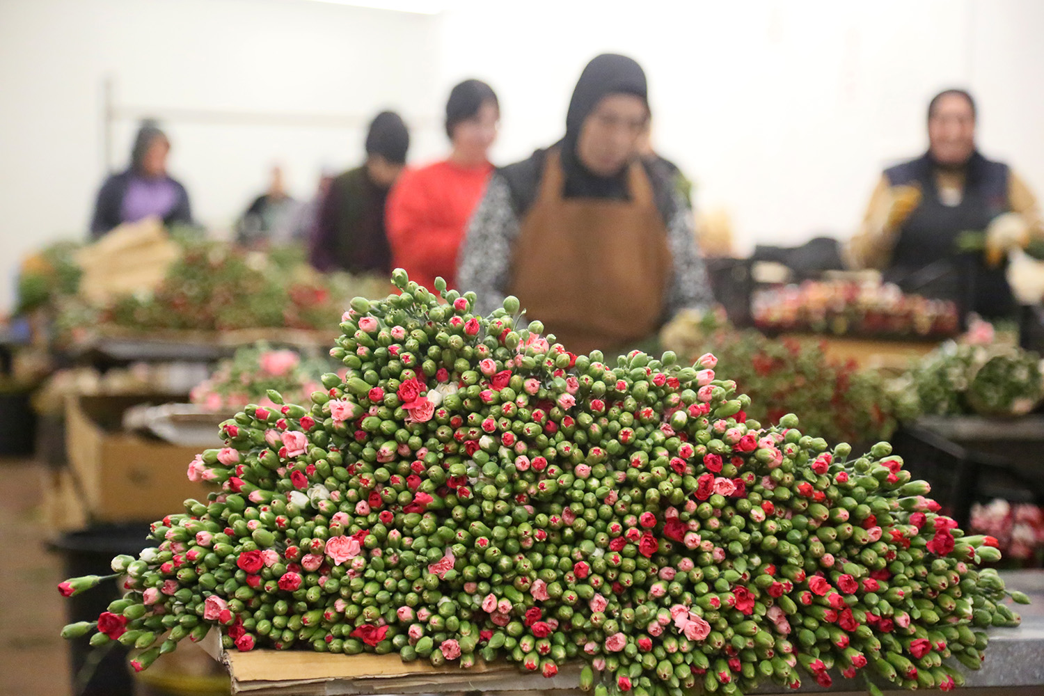 A V R U P A U L K E L E R I N E 12 M I L Y O N D O L A R L I K Y I L 1029986 305598