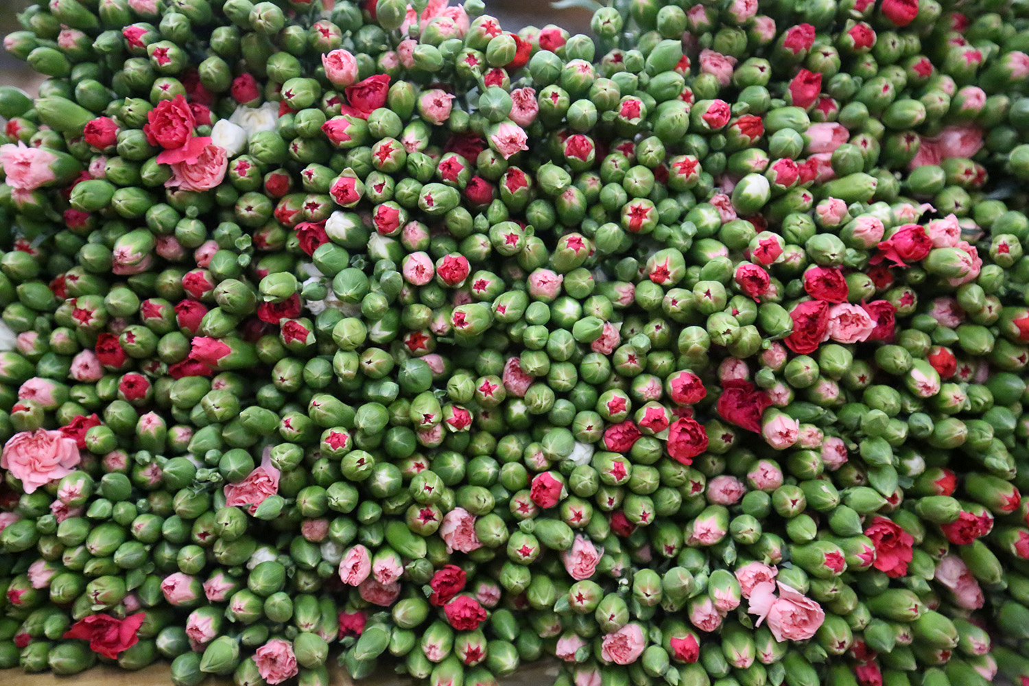 A V R U P A U L K E L E R I N E 12 M I L Y O N D O L A R L I K Y I L 1029988 305598