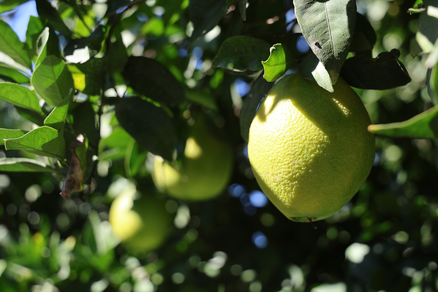Adanada Portakal Hasadı Ne Zaman Başlar (5)