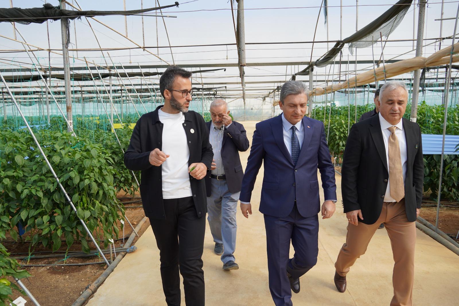 Anamas Tohum Vali Sahin (4)