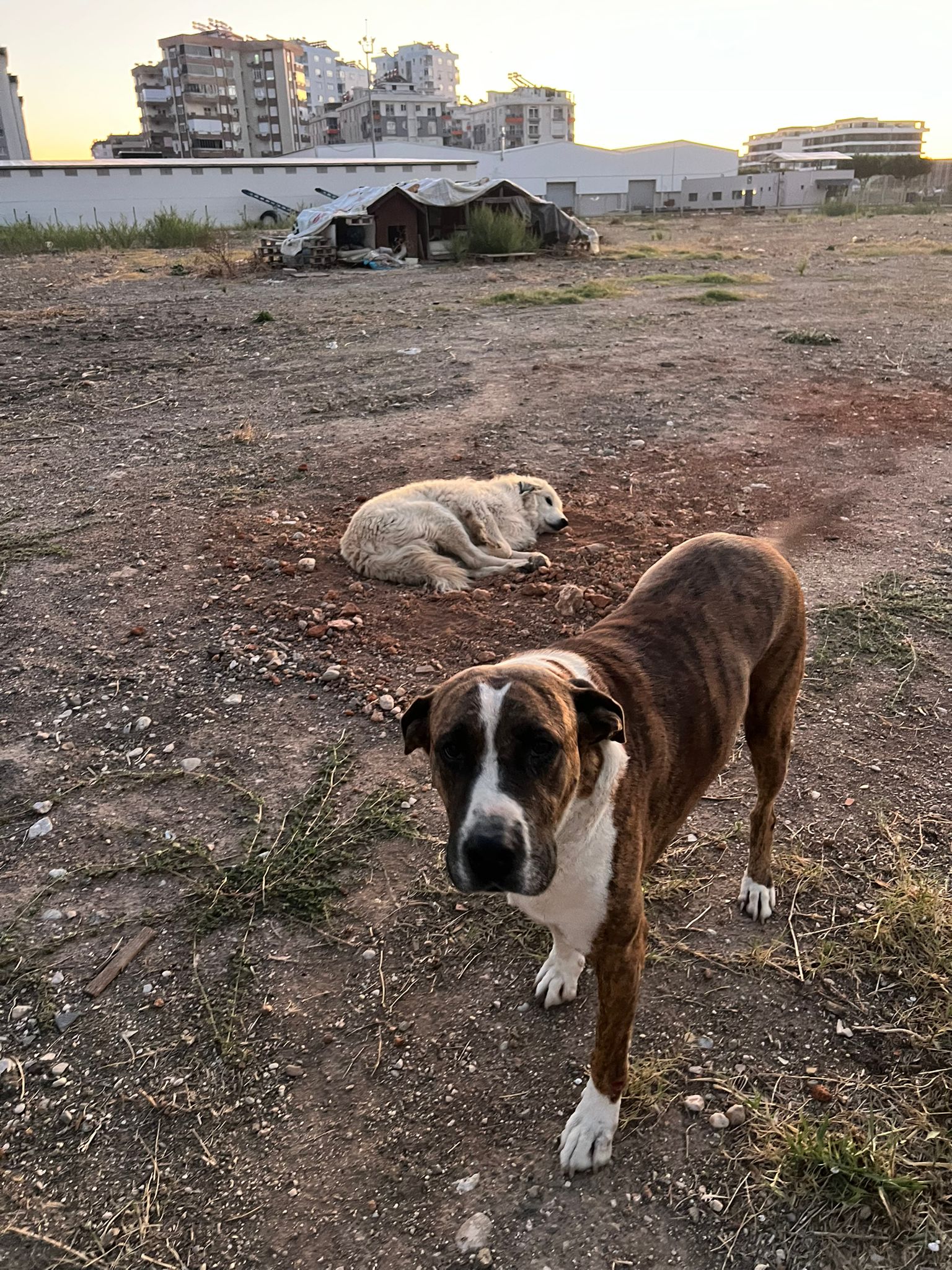 Antalya Büyükşehir Belediyesi Ile Ilgili Şok Iddia (8)
