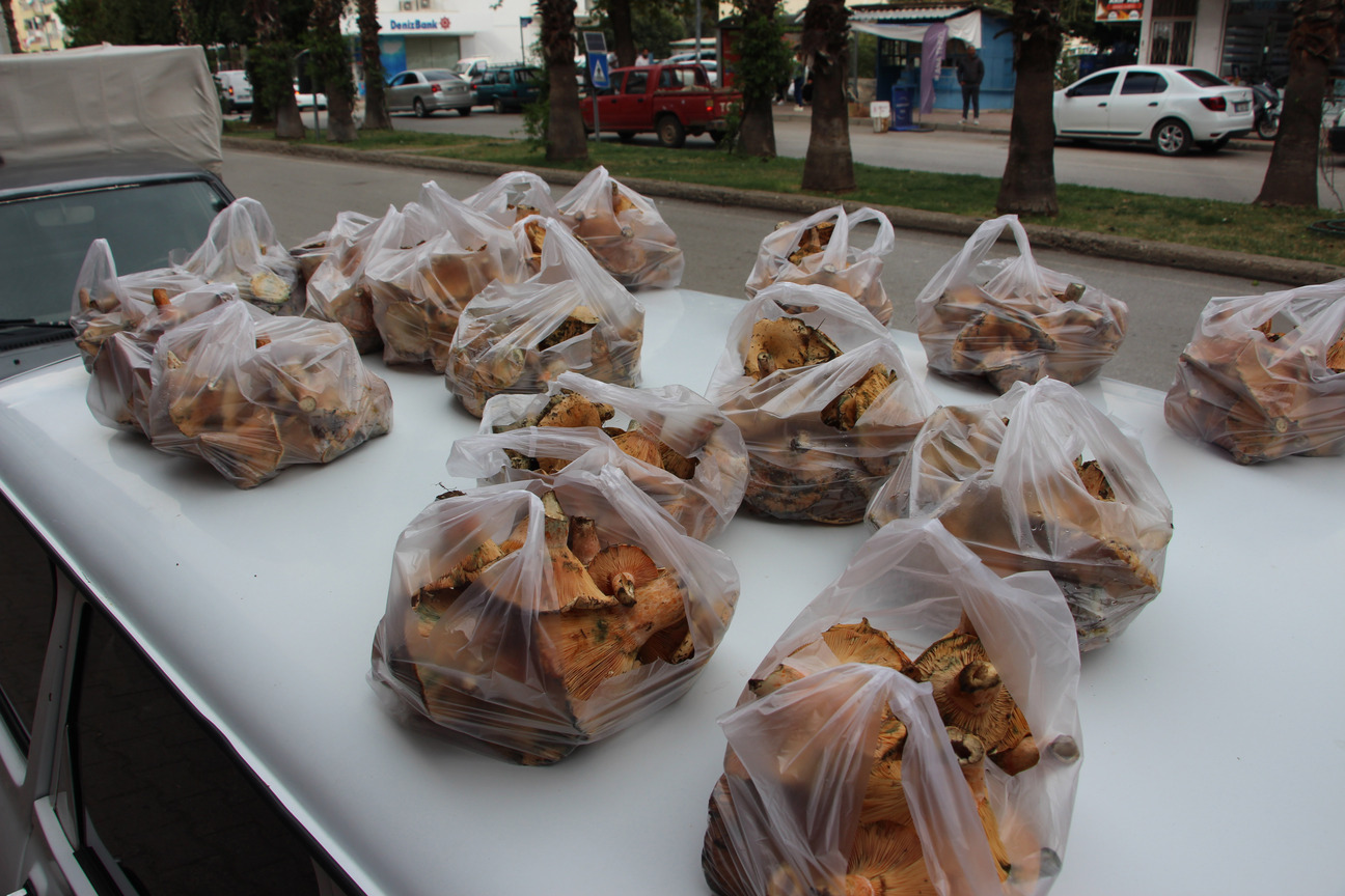 Antalya Mantar Gecim Kaynaklari Oldu V 1009599 299493