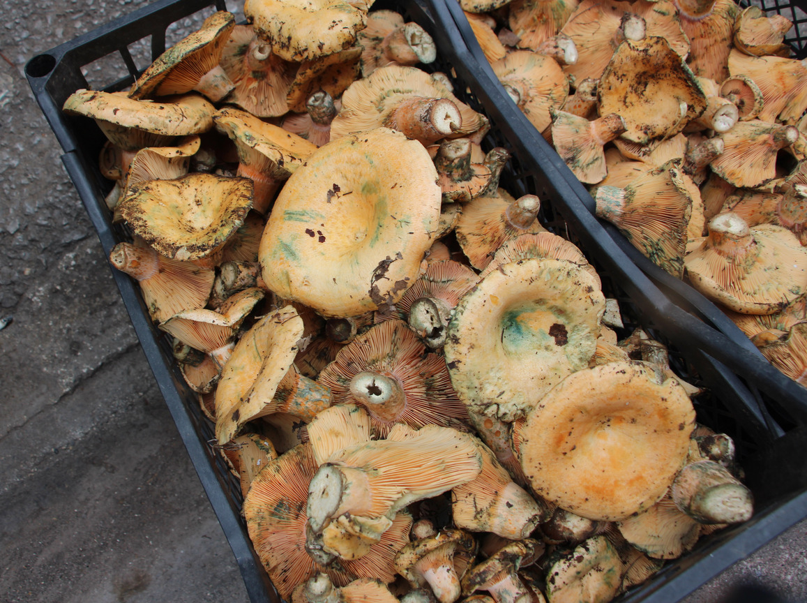 Antalya Mantar Gecim Kaynaklari Oldu V 1009601 299493