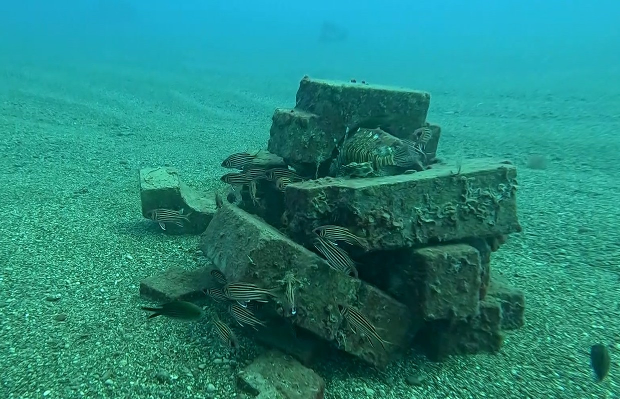 Antalya Sahillerinde 12 Tür Barış Içinde Yaşıyor (5)