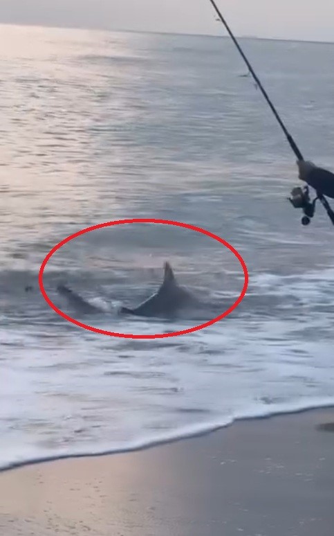 Antalya’da Balıkçının Köpek Balığı Mutluluğu (3)