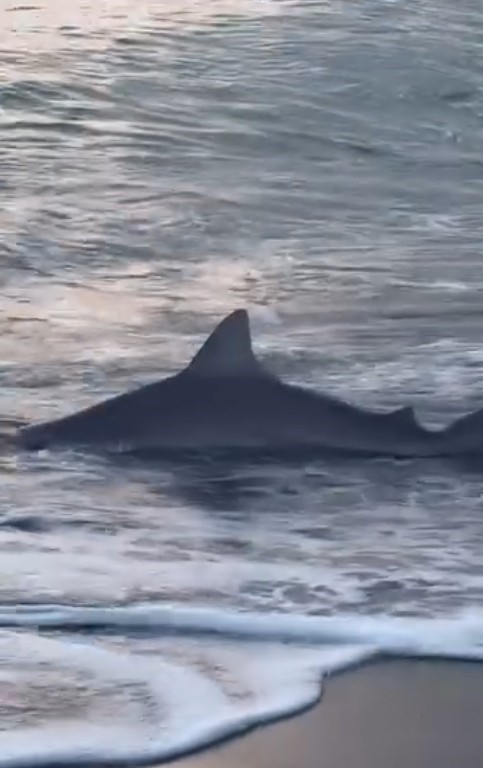 Antalya’da Balıkçının Köpek Balığı Mutluluğu (5)