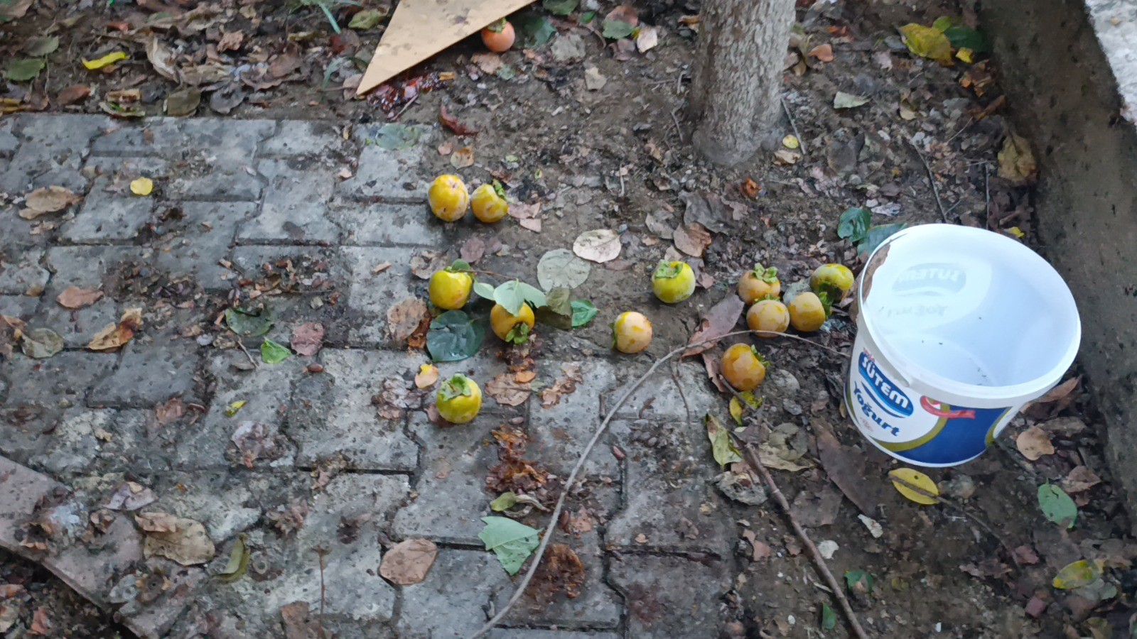 Antalya’da Hurma Toplarken Dehşeti Yaşadı (8)