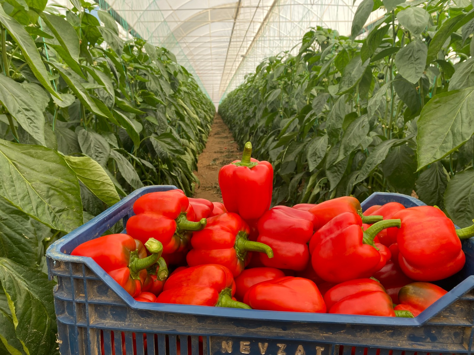 Antalya’da Sektör Nisan 2026’Ya Kadar Umudunu Kesti (2)