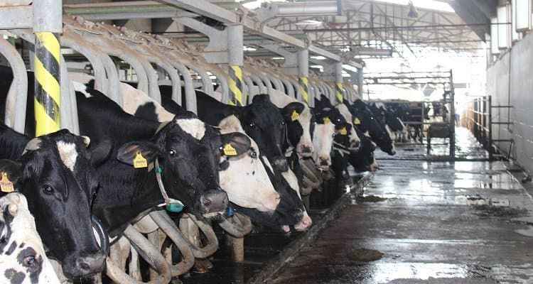 Antalya’dan Önemli Hayvan Çağrısı (2)