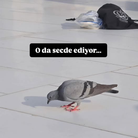 Antalya’nın Eski Belediye Başkanı Umre’ye Gitti Çektiği Görüntüler Dikkat Çekti (3)