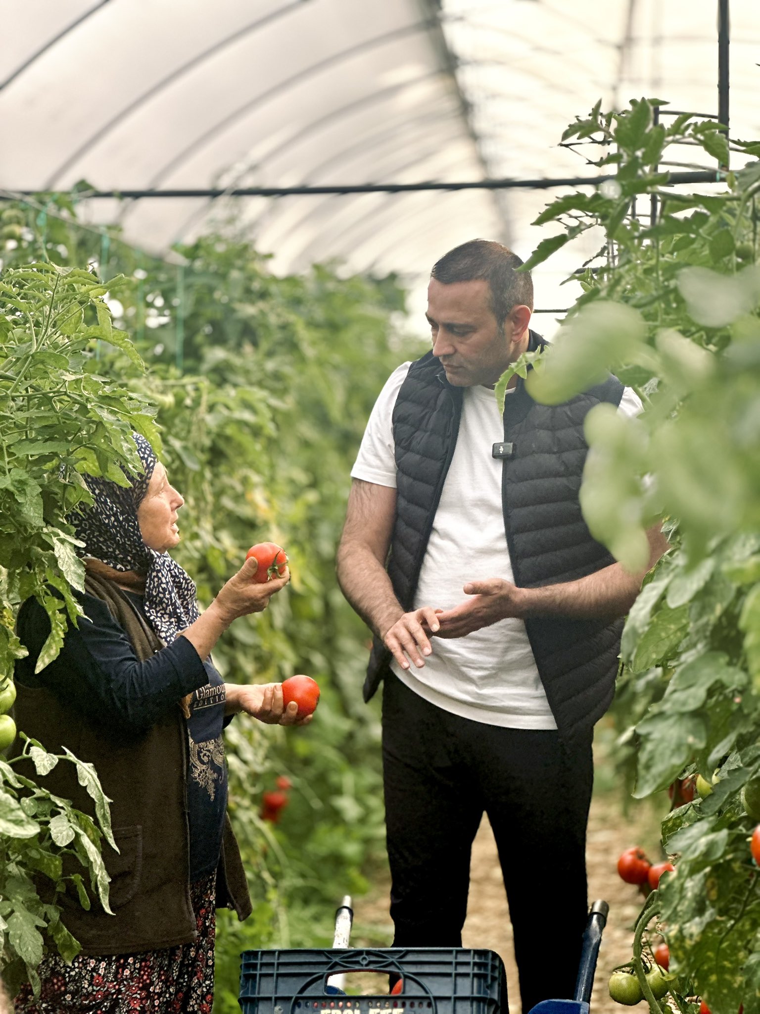 Aykut Kaya Domates Serasi (1)