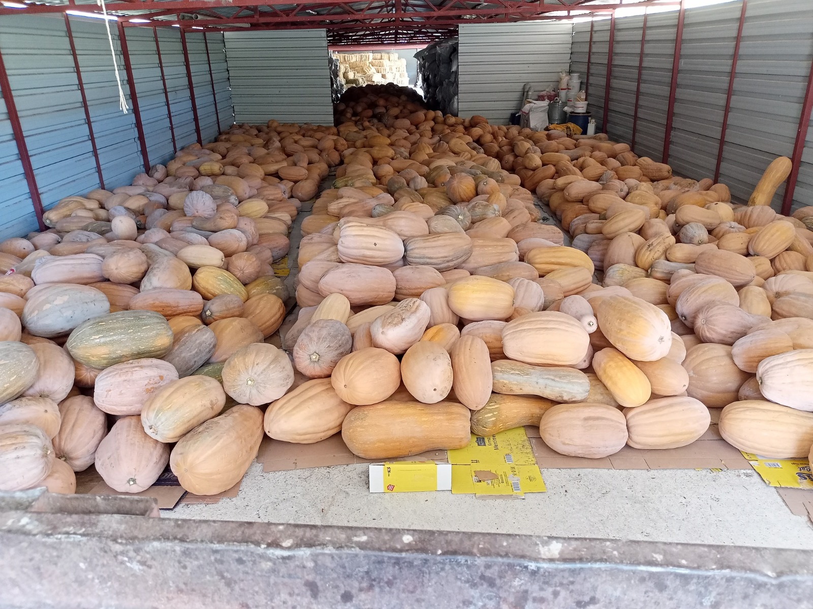 Bilimsel Çalışmayla Genetiği Korunacak (2)