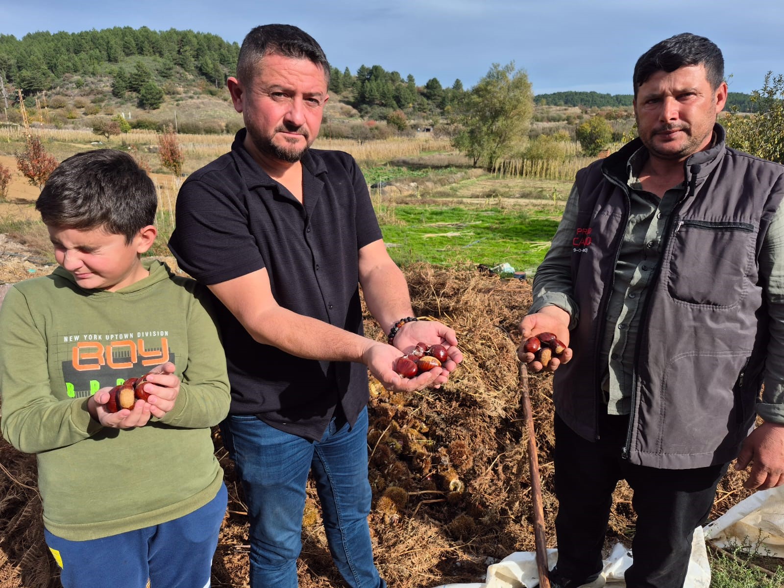 Buldan'ın Tescilli Kestanesinde Hasat Zamanı (2)