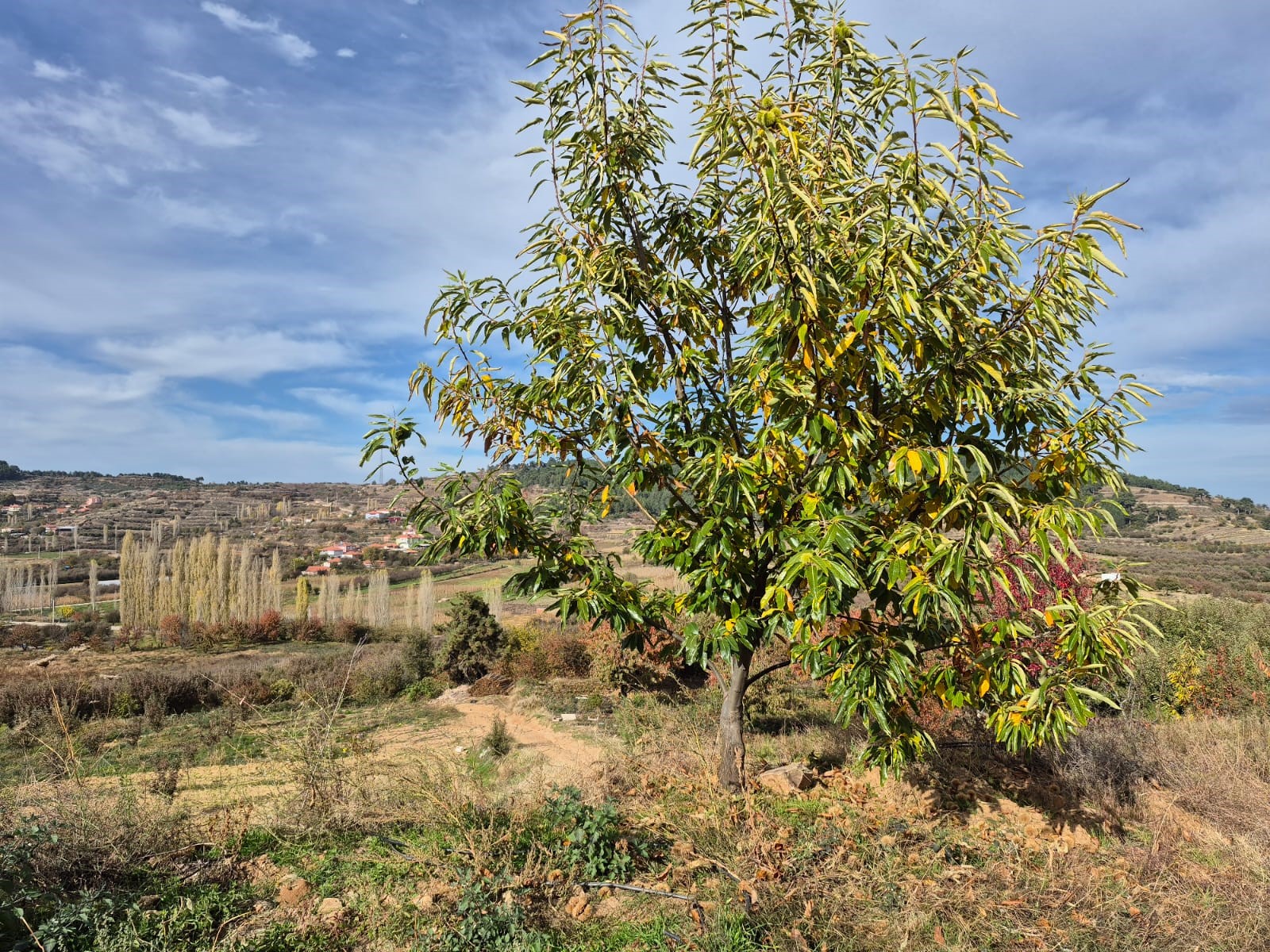 Buldan'ın Tescilli Kestanesinde Hasat Zamanı (3)