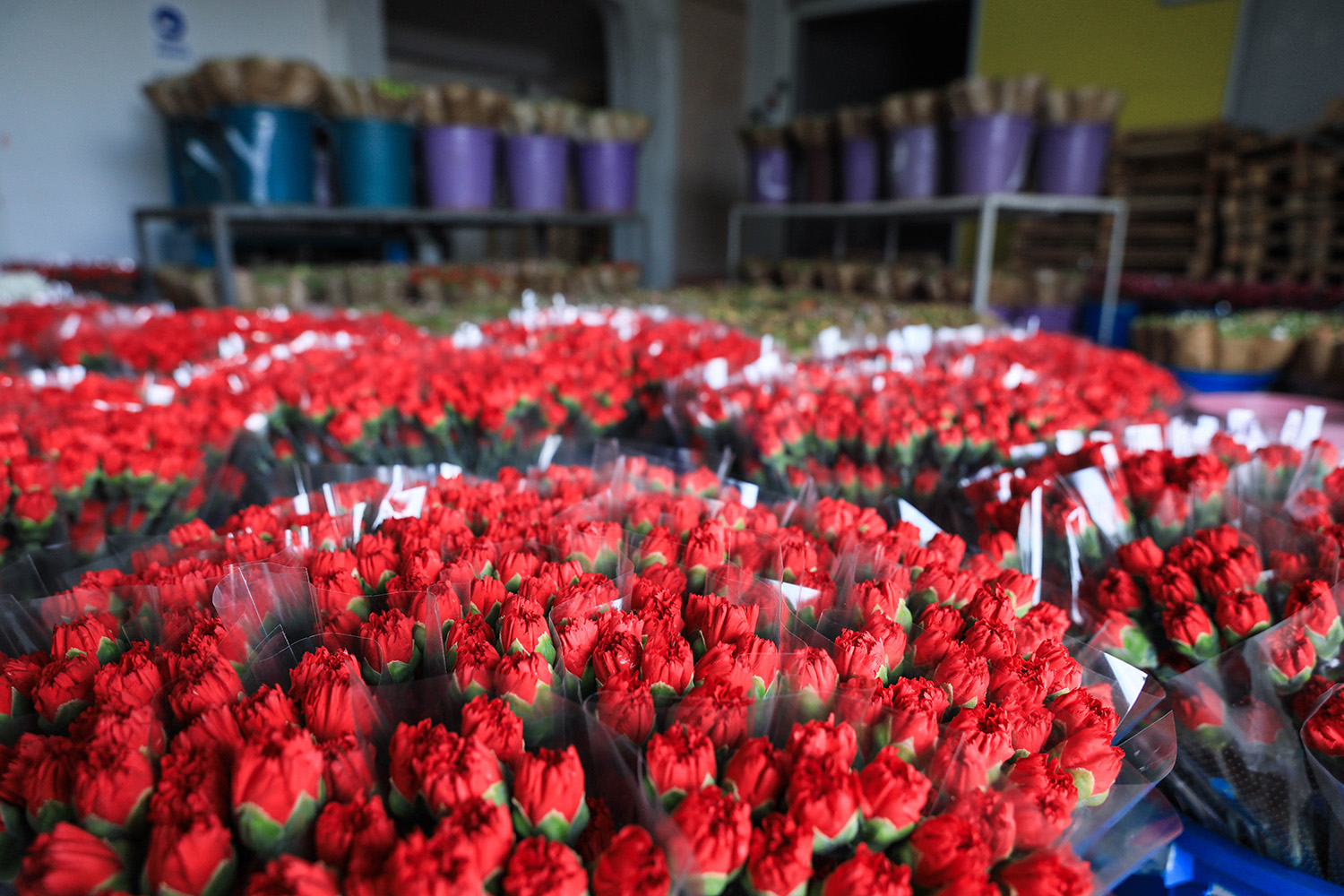 C I C E K T E 10 A Y L I K I H R A C A T R E K O R U 1031897 306189