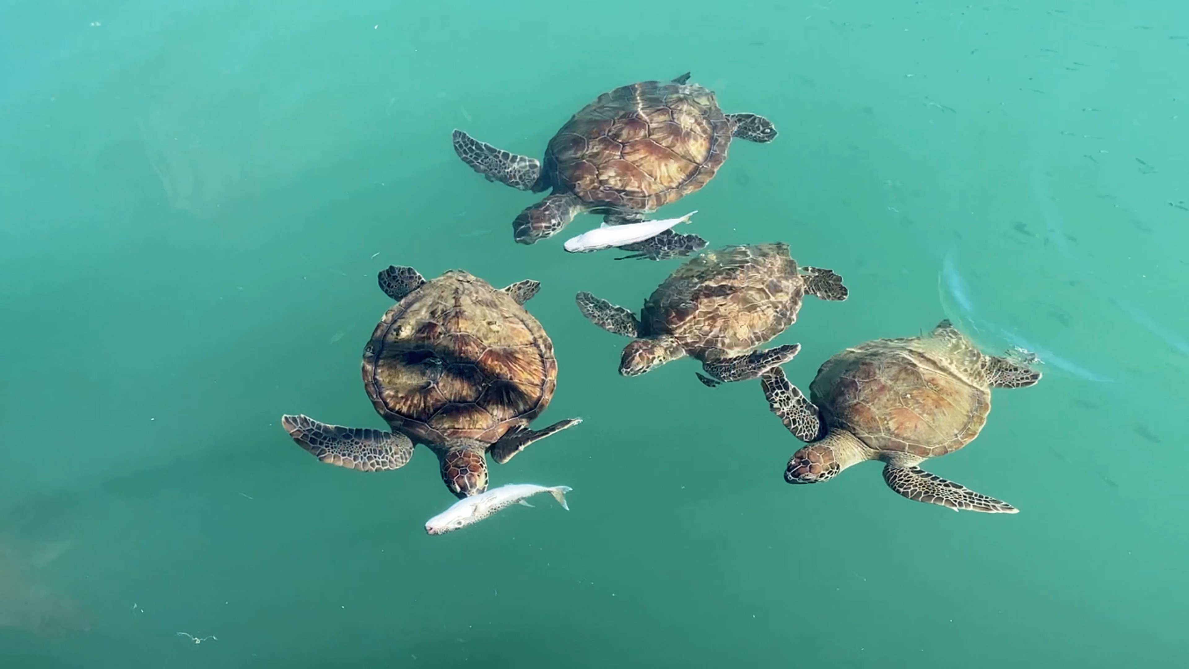 Caretta Carettalar Göç Etmedi Mersin’i Şenlendirdiler (1)