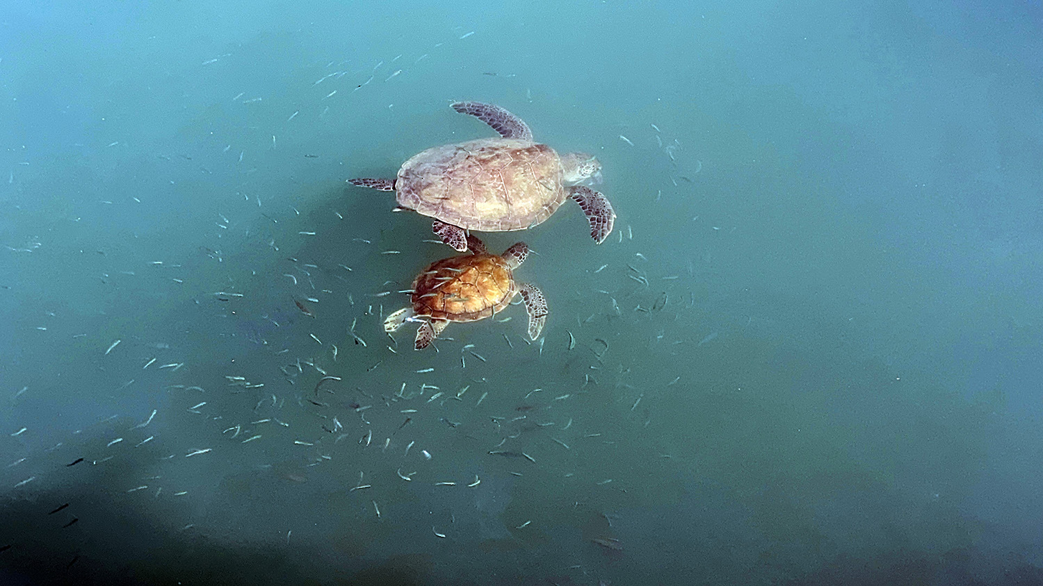 Caretta Carettalar Göç Etmedi Mersin’i Şenlendirdiler (4)