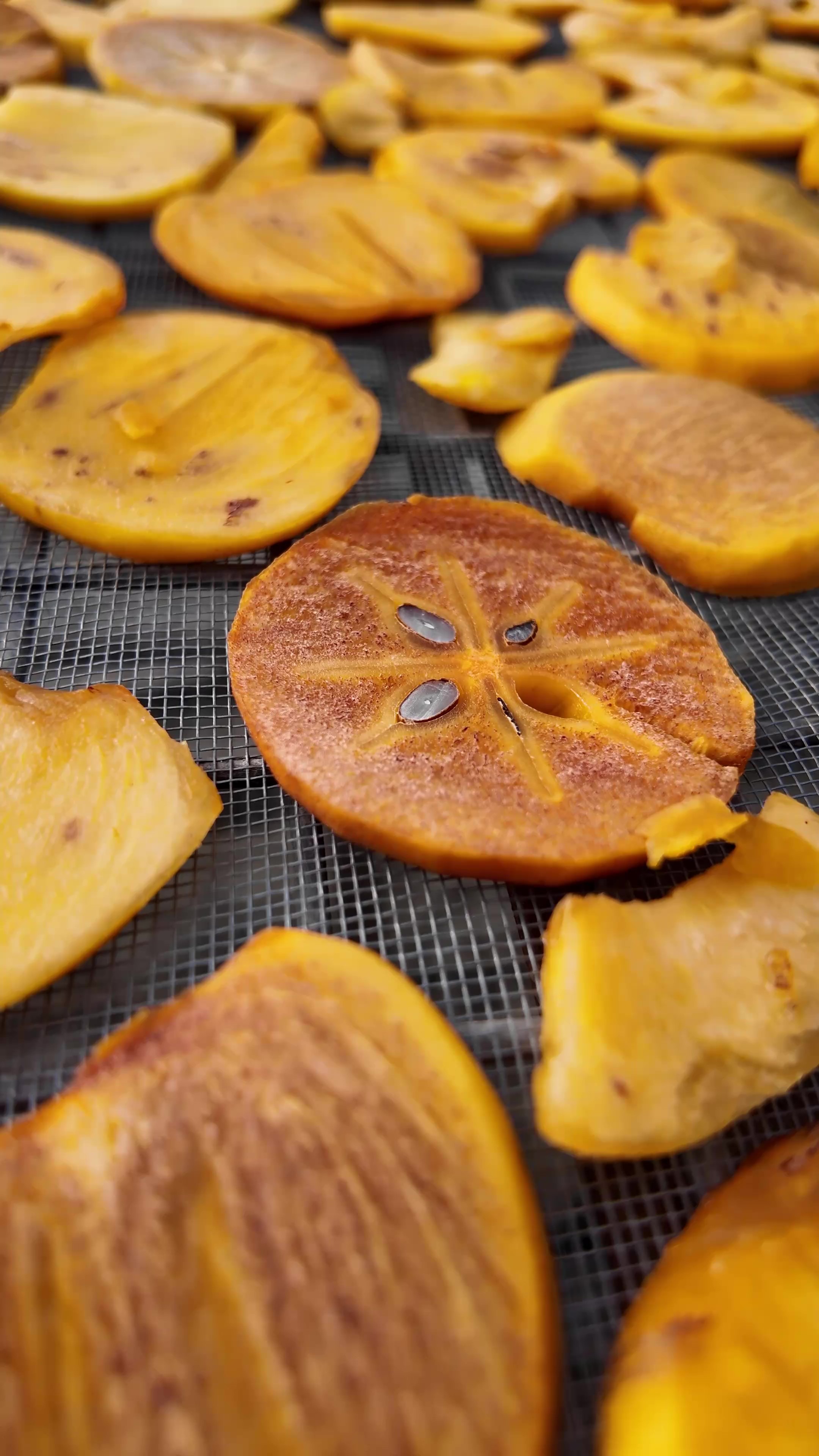 Cennet Hurması Nerede Yetişir (2)