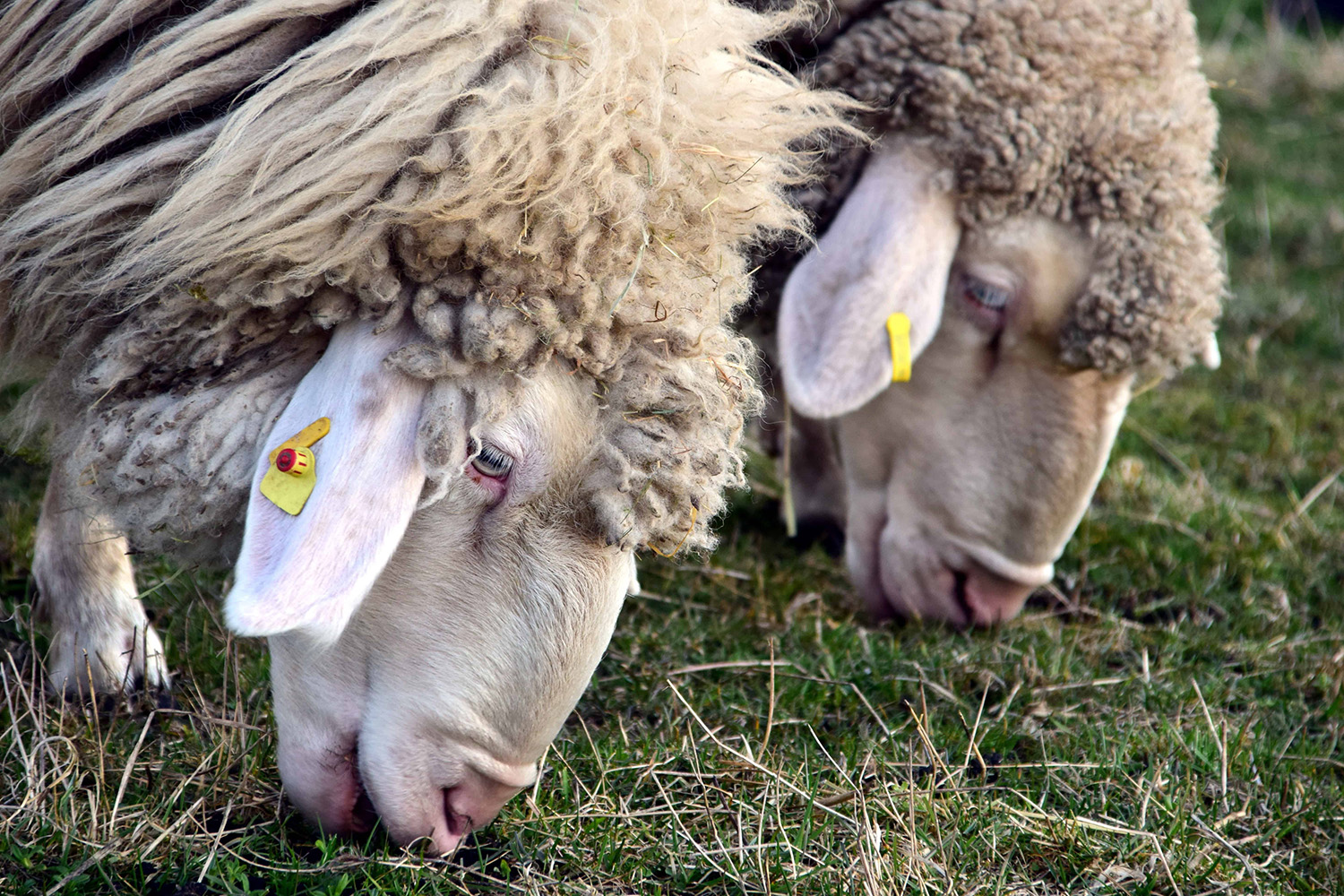 Çiftlik Hayvanlari 2