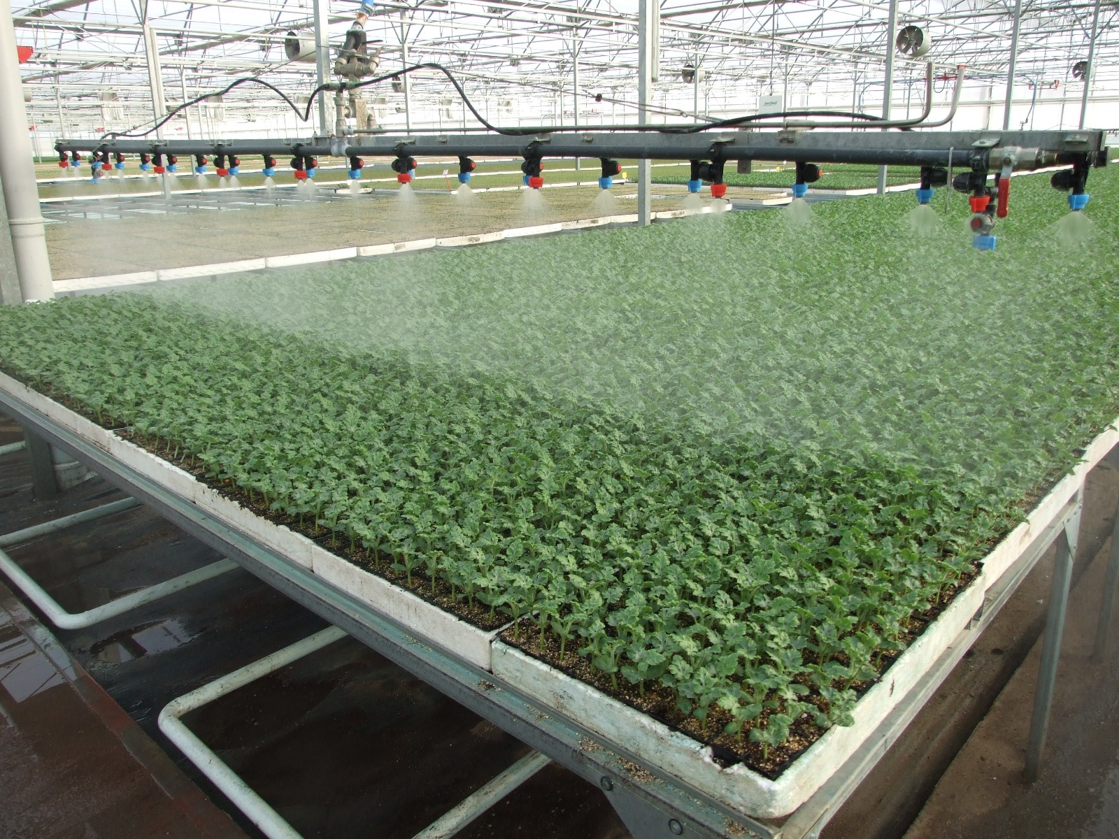 Fide Sektörü Sorunlarıyla Büyüyor (1)