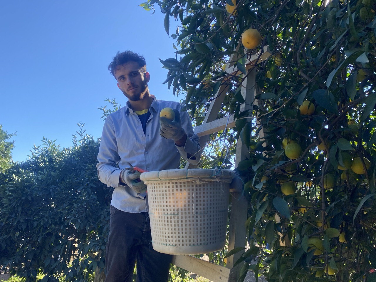 Finike'de Portakal Sezonu Başladı, 250 Bin Ton Rekolte Bekleniyor (1)