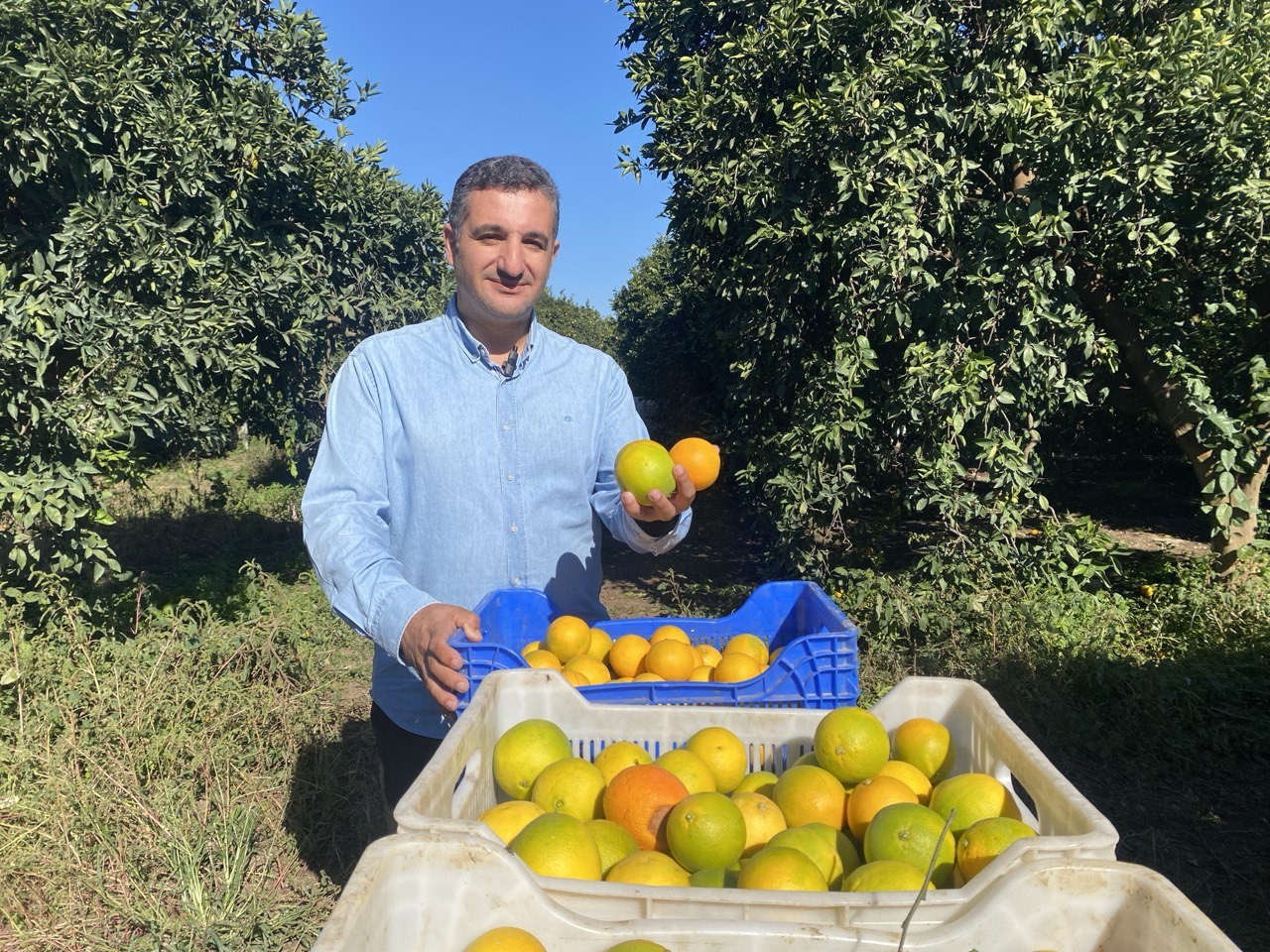 Finike'de Portakal Sezonu Başladı, 250 Bin Ton Rekolte Bekleniyor (2)