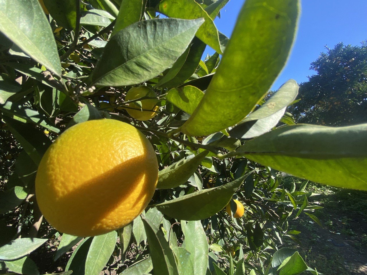 Finike'de Portakal Sezonu Başladı, 250 Bin Ton Rekolte Bekleniyor (3)