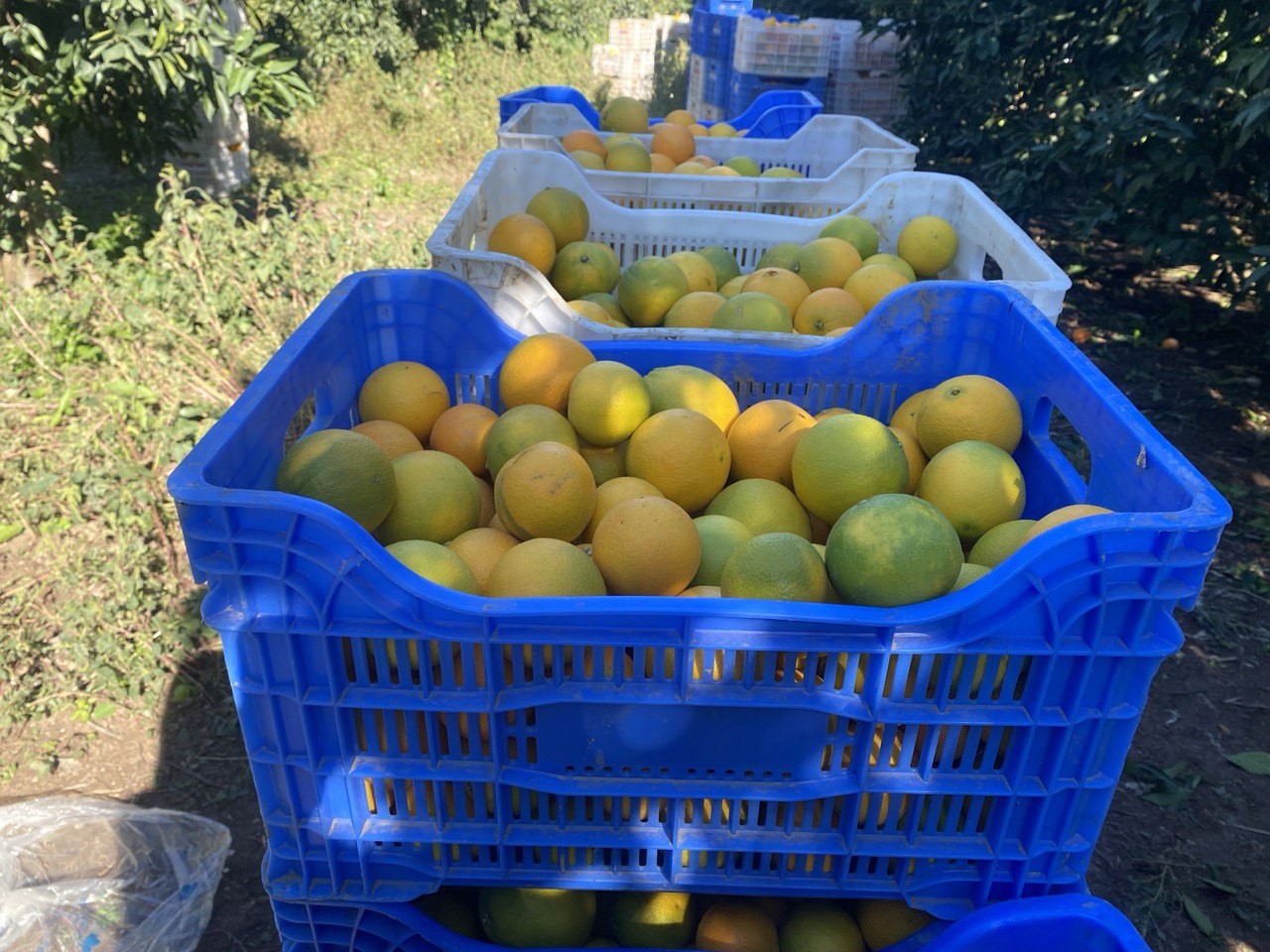 Finike'de Portakal Sezonu Başladı, 250 Bin Ton Rekolte Bekleniyor (5)