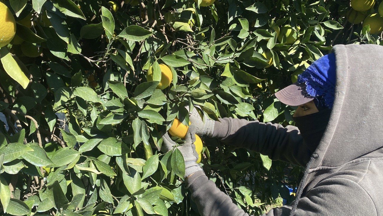 Finike'de Portakal Sezonu Başladı, 250 Bin Ton Rekolte Bekleniyor (6)