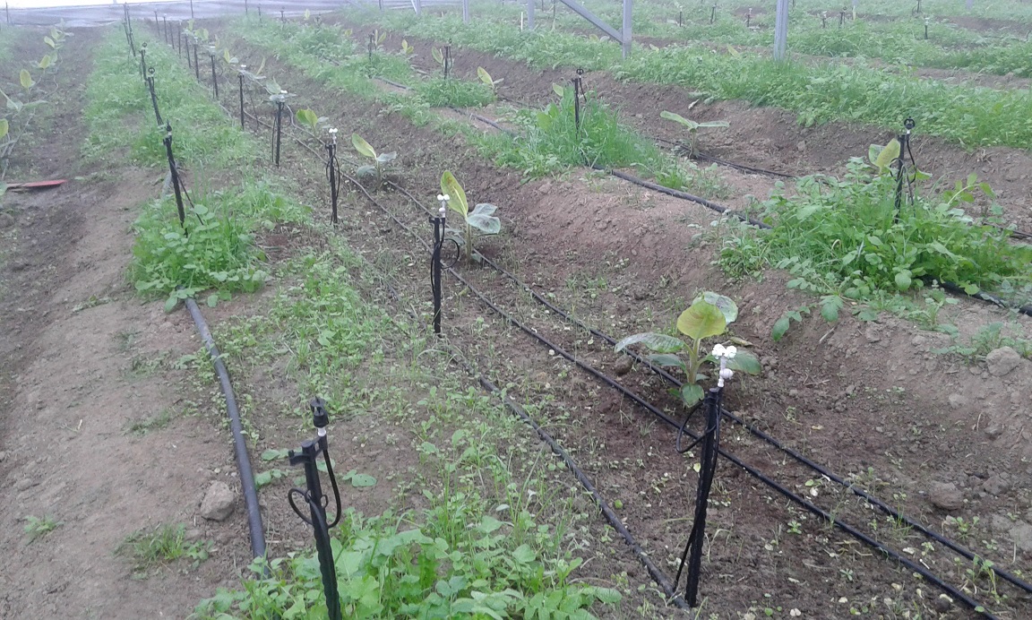 Getirmediği Suyun Parasını Istiyor (2)